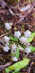 Gentianella tenuifolia