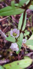 Gentianella tenuifolia