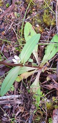 Gentianella tenuifolia