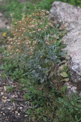 Senecio gunnii