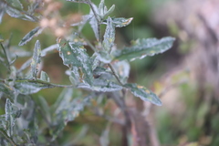 Senecio gunnii