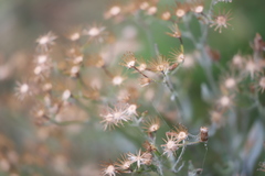 Senecio gunnii