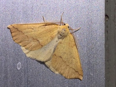 Neoterpes edwardsata