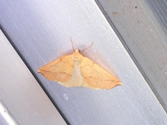 Neoterpes edwardsata