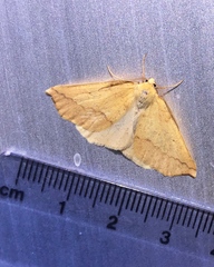 Neoterpes edwardsata