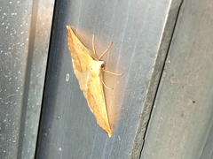 Neoterpes edwardsata