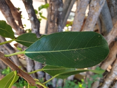 Ficus thonningii