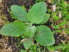 Verbascum thapsus