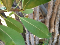 Ficus thonningii