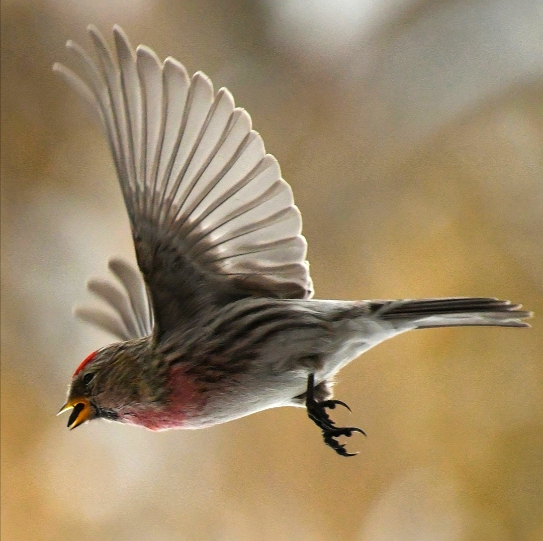 Common Redpoll (Acanthis flammea)