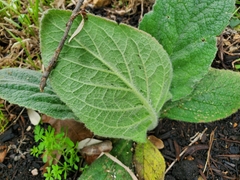 Verbascum thapsus