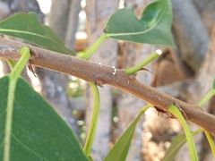 Ficus thonningii
