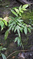 Bolbitis heteroclita