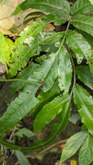 Bolbitis heteroclita