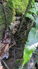 Bolbitis heteroclita