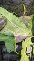 Bolbitis heteroclita