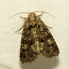 Paramiana smaragdina