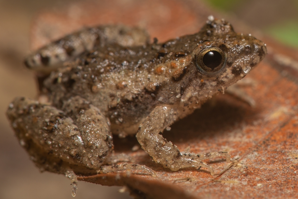 Colombian Swamp Frog