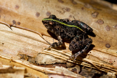 Phrynobatrachus acridoides