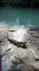 Abronia taeniata