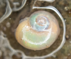 Margarites helicinus