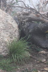 Poa costiniana