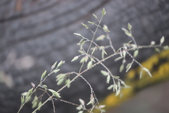 Poa costiniana