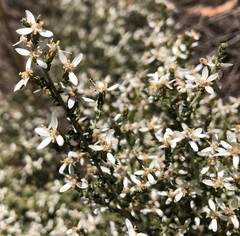 Olearia lanuginosa