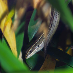 Pholidobolus montium