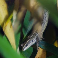 Pholidobolus montium