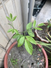 Ohwia caudata