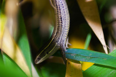 Pholidobolus montium