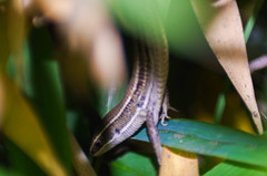 Pholidobolus montium