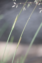Poa costiniana