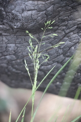 Poa costiniana