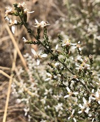 Olearia lanuginosa