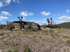 Actinotus forsythii