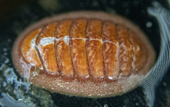 Lepidozona interstincta