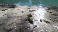 Abronia taeniata