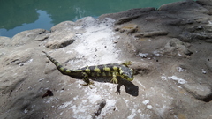 Abronia taeniata