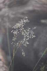 Poa costiniana