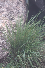 Poa costiniana