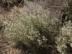Olearia lanuginosa