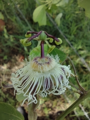 Passiflora quimbayensis