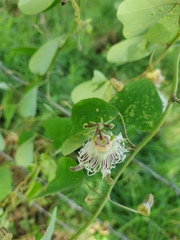 Passiflora quimbayensis