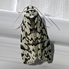 Archephanes zalosema