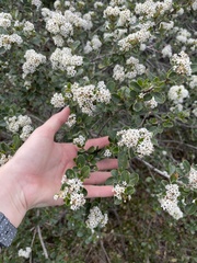 Ceanothus megacarpus insularis