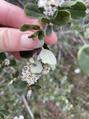 Ceanothus megacarpus insularis