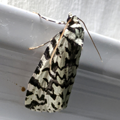 Archephanes zalosema