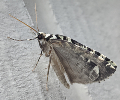 Archephanes zalosema